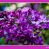 05/07/09  When Lilacs Last in the Dooryard Bloom'd

My lilacs in our front yard made me think of this poem by Walt Whitman.

Here are the first three lines:
When lilacs last in the dooryard bloom'd, 
And the great star early droop'd in the western sky in the night, 
I mourn'd, and yet shall mourn with ever-returning spring.