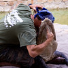4/22/09   Alligator Wrestling

Stopped in to see an alligator show.  The trainer was talking about when he interviewed for this job he had to be young, fast reflex and low IQ.  Well he demonstrated low IQ very well.