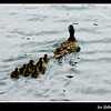 05/21/09 Make Way For The Ducklings

These ducklings were swimming furiously to keep up with their mom at Walden Pond.