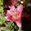 04/07/09 Spring Flower